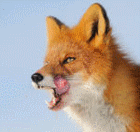 Fuchs